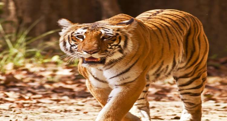 Ein Tiger, der in einem Waldgebiet auf die Kamera zuläuft.