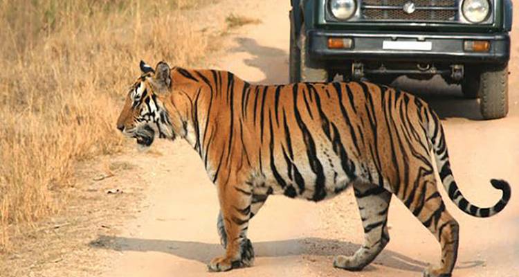 Ein Tiger, der eine unbefestigte Straße überquert, mit einem Fahrzeug im Hintergrund.
