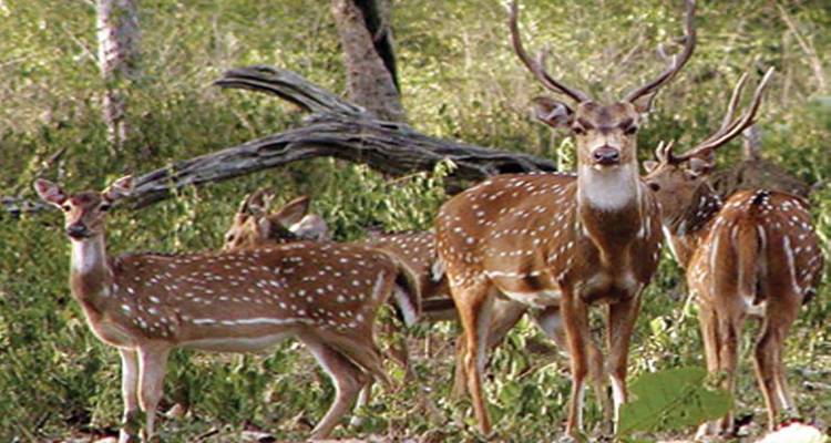Libérer la nature : 15 jours d'excursion dans la faune et la flore du centre de l'Inde (TOUT COMPRIS) - Travel Con 2