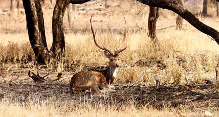 Discover the Wonders of Dudhwa Kishanpur Wildlife Tour - Travel Con 3