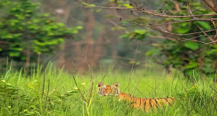 Discover the Wonders of Dudhwa Kishanpur Wildlife Tour - Travel Con 4