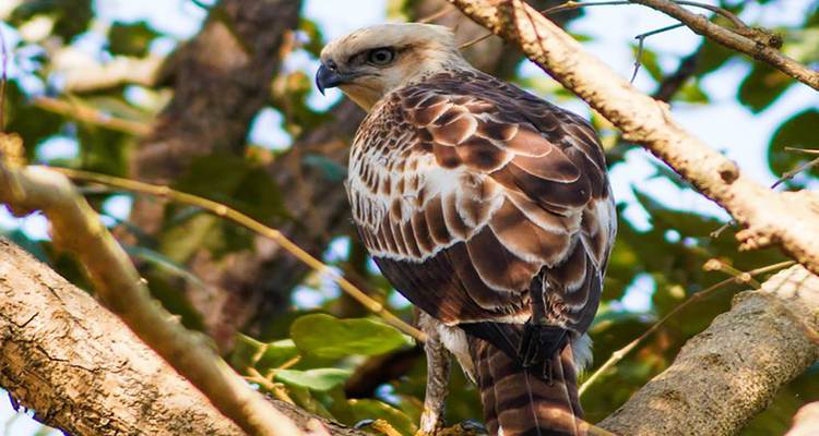 Discover the Wonders of Dudhwa Kishanpur Wildlife Tour - Travel Con 6