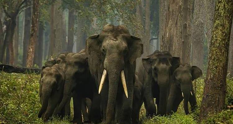 Discover the Wonders of Dudhwa Kishanpur Wildlife Tour - Travel Con 9