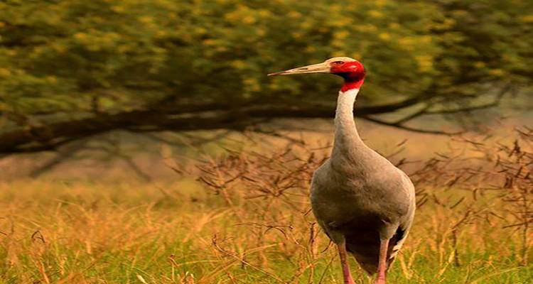 Discover the Wonders of Dudhwa Kishanpur Wildlife Tour - Travel Con 10