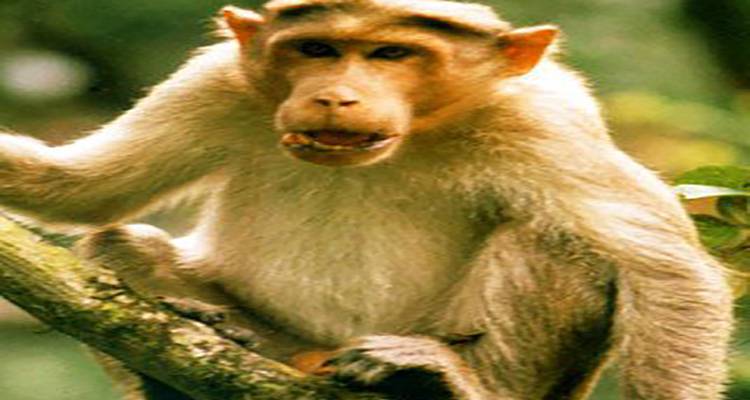 Découvrez les merveilles de la faune et la flore de Dudhwa Kishanpur - Travel Con 10