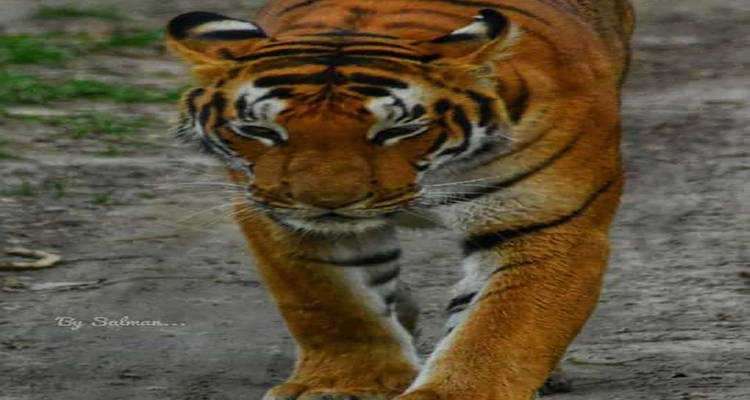 Discover the Wildlife Wonders in Pilibhit Tiger Reserve Safari - Travel Con 2