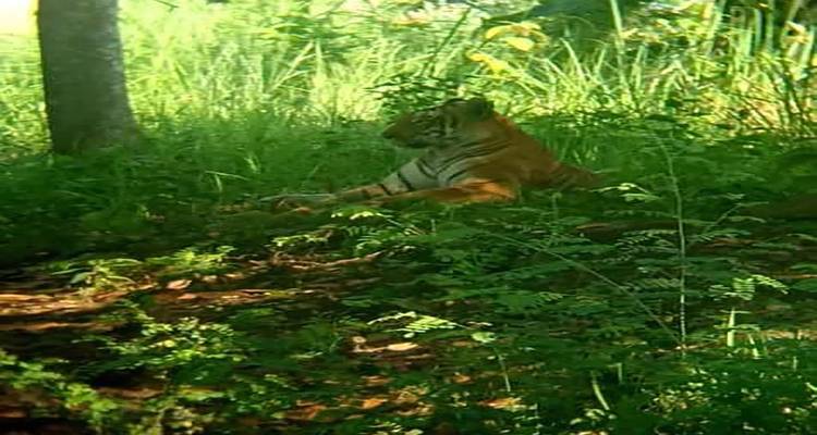 Discover the Wildlife Wonders in Pilibhit Tiger Reserve Safari - Travel Con 4
