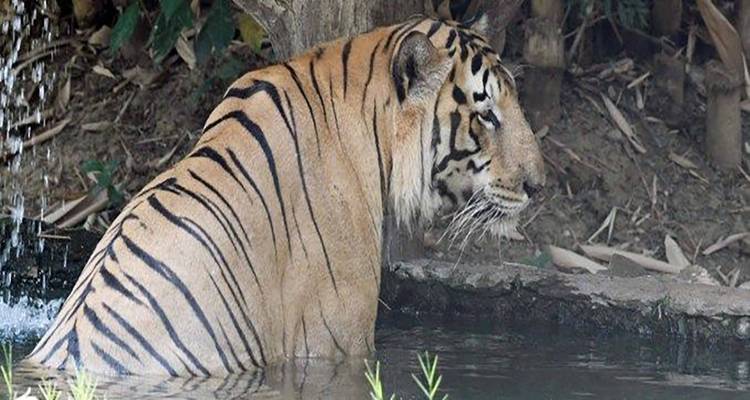 Discover the Wildlife Wonders in Pilibhit Tiger Reserve Safari - Travel Con 6