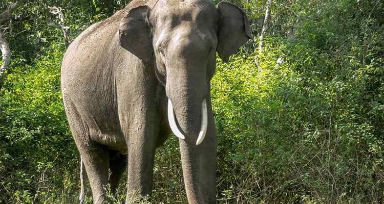Discover the Wildlife Wonders in Pilibhit Tiger Reserve Safari - Travel Con 7