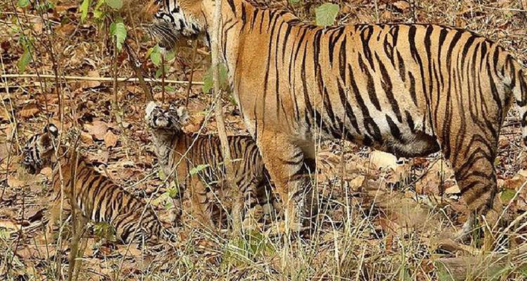 Discover the Wildlife Wonders in Pilibhit Tiger Reserve Safari - Travel Con 8