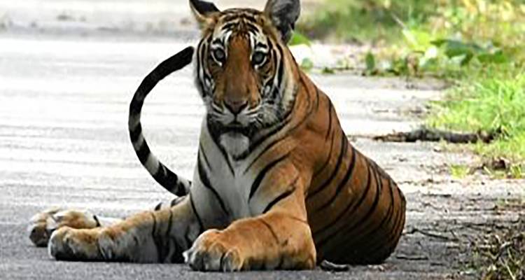 Discover the Wildlife Wonders in Pilibhit Tiger Reserve Safari - Travel Con 9