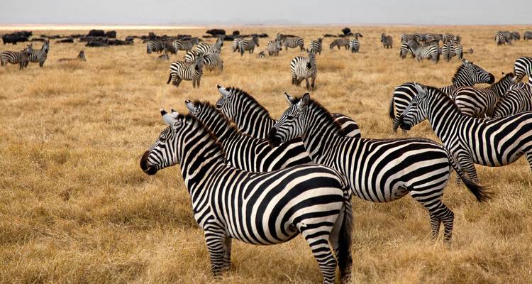 Faites- moi visiter l'Afrique de l'Est - Holiday Destination Safaris 7