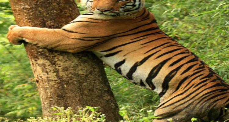 Tiger umarmt einen Baum in einer Dschungelumgebung.