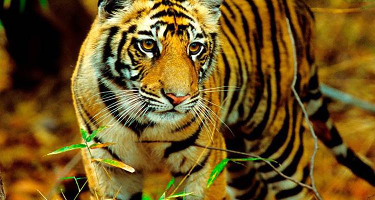 Tiger steht im Dschungel und blickt in Richtung Kamera.