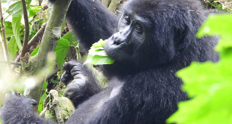 Gorila comiendo en el bosque.