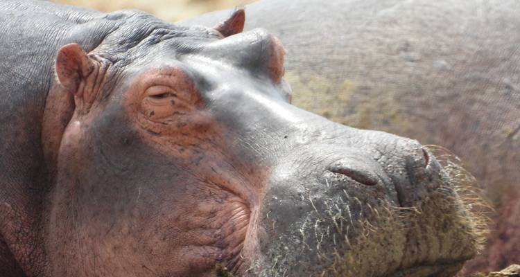 Primer plano de un hipopótamo descansando.