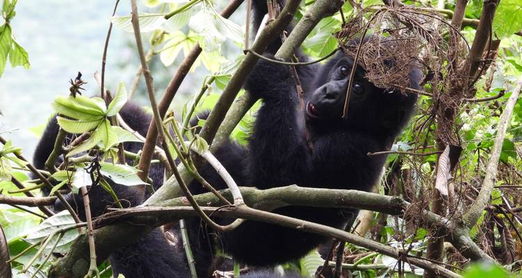 Gorila juguetón en las ramas.