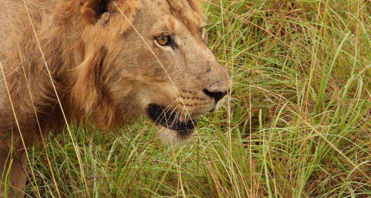 León caminando en hierba alta.