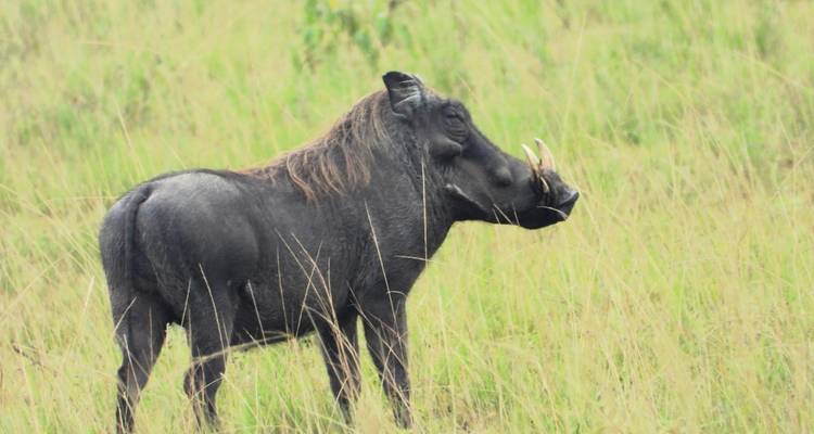 Jabalí verrugoso parado en la hierba.