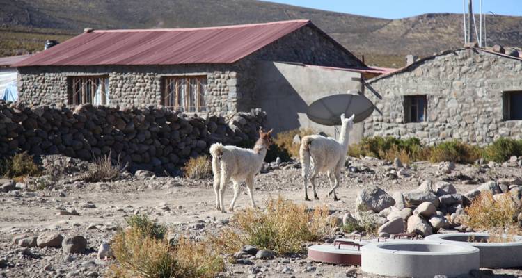 Landelijke stenen huizen met lama's op de voorgrond