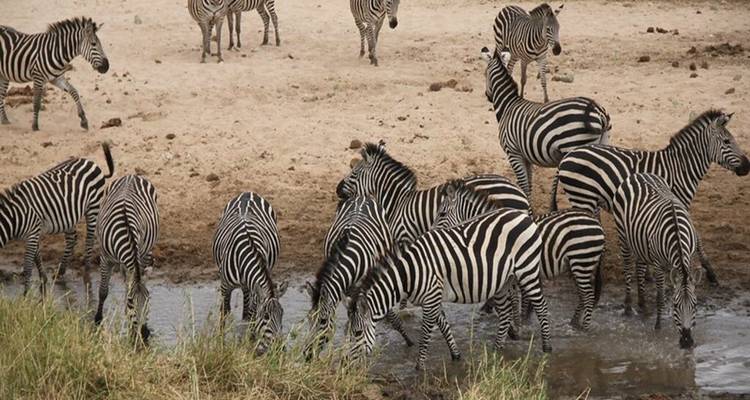 Rhino Of Ngorongoro Crater (Accommodation and Transport are Included) - Tanzania Wildlife Adventures 3