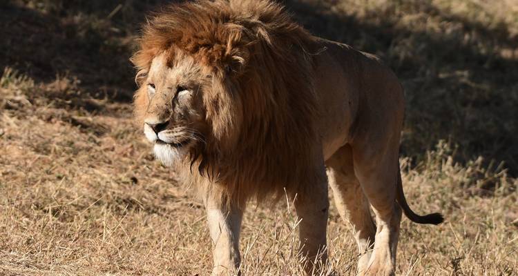 Rhino Of Ngorongoro Crater (Accommodation and Transport are Included) - Tanzania Wildlife Adventures 8