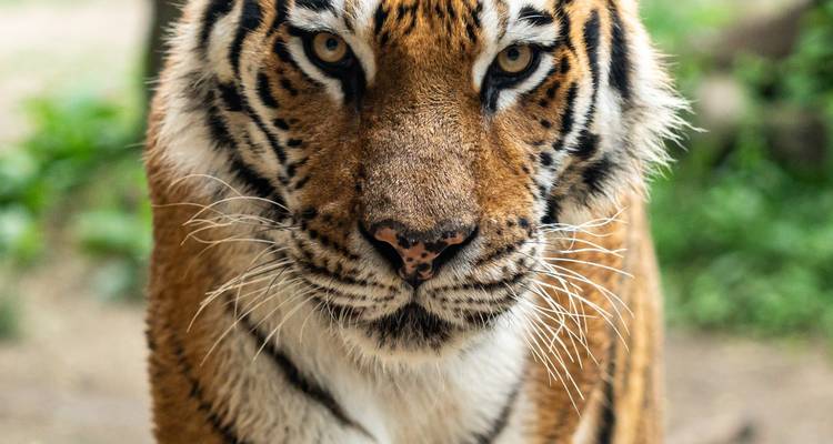 Kabini et Bandipur Wildlife Tour au départ de Bangalore Tout compris - Real viaggi india  3