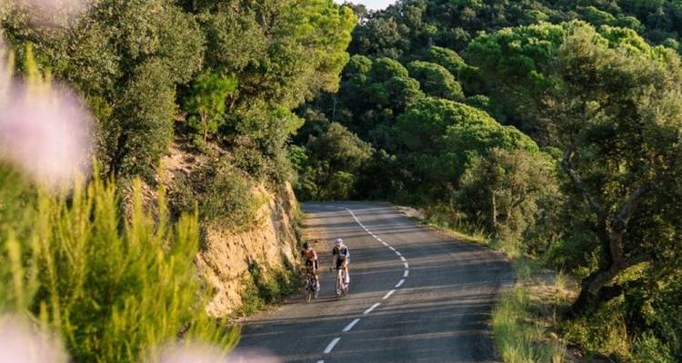 Cyclists on a picturesque road with dense green forest.