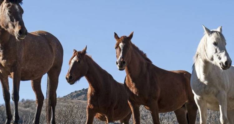 Horses standing in the open field.