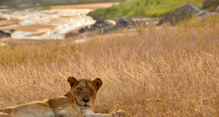 4 jours de safari classique en Tanzanie - Safari Serengeti Booking 1