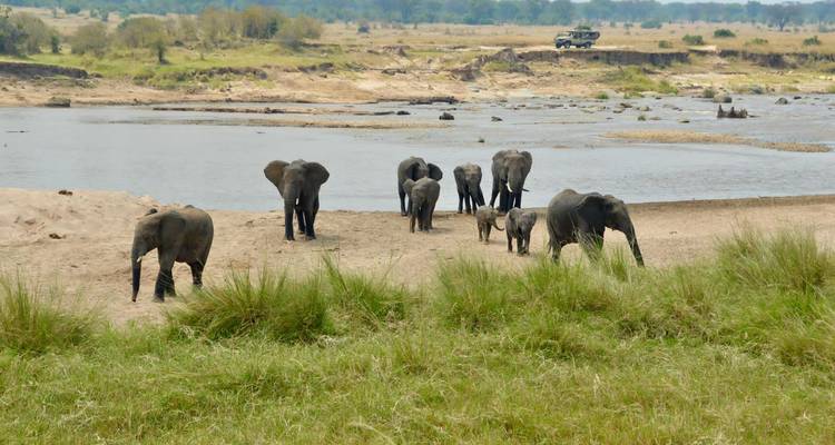 4 jours de safari classique en Tanzanie - Safari Serengeti Booking 2