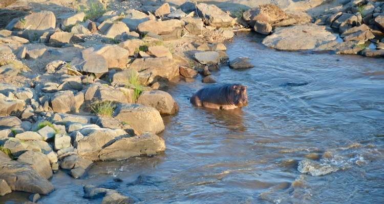 4 jours de safari classique en Tanzanie - Safari Serengeti Booking 4