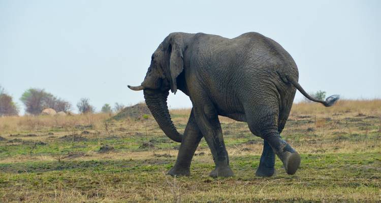 4 jours de safari classique en Tanzanie - Safari Serengeti Booking 7