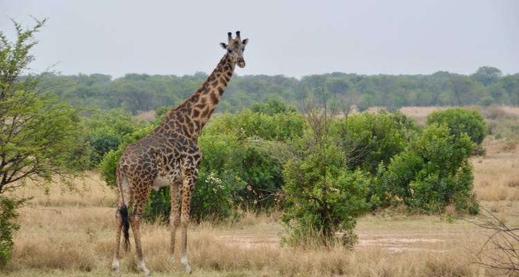 4 jours de safari classique en Tanzanie - Safari Serengeti Booking 8