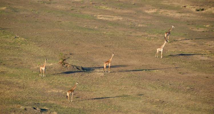 4 jours de safari classique en Tanzanie - Safari Serengeti Booking 9