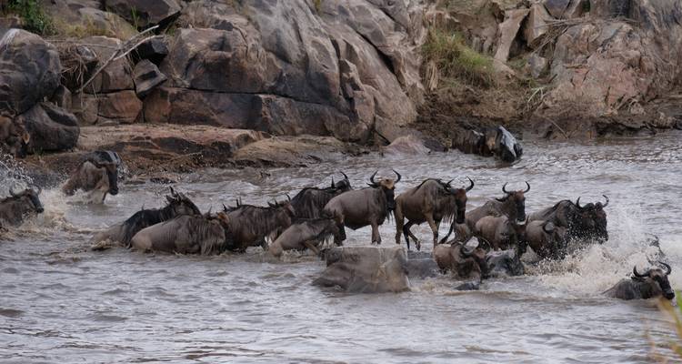 Wildebeest Migration - Calving Season in Lake Ndutu Mid-range Private Safari. - Kilimanjaro Trekking Mate 2