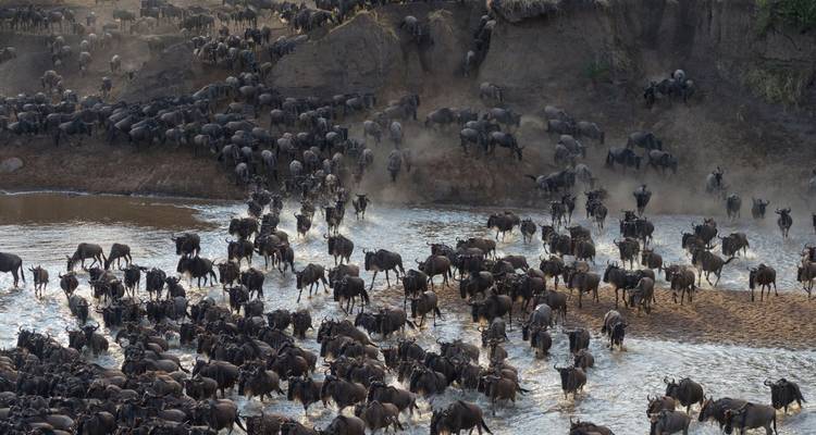 Wildebeest Migration - Calving Season in Lake Ndutu Mid-range Private Safari. - Kilimanjaro Trekking Mate 3
