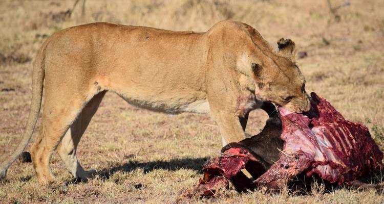 Wildebeest Migration - Calving Season in Lake Ndutu Mid-range Private Safari. - Kilimanjaro Trekking Mate 4