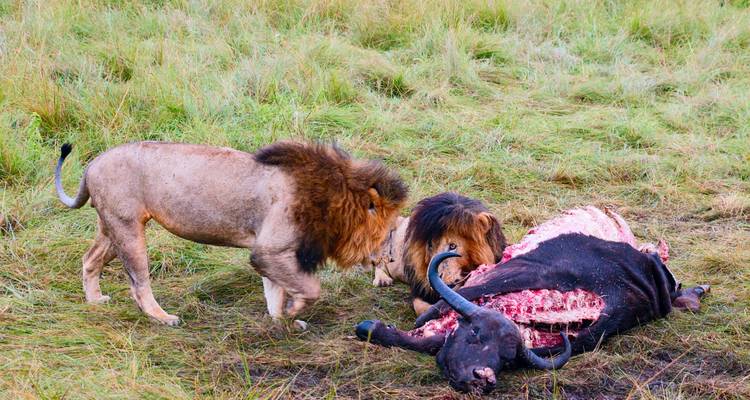 Wildebeest Migration - Calving Season in Lake Ndutu Mid-range Private Safari. - Kilimanjaro Trekking Mate 7