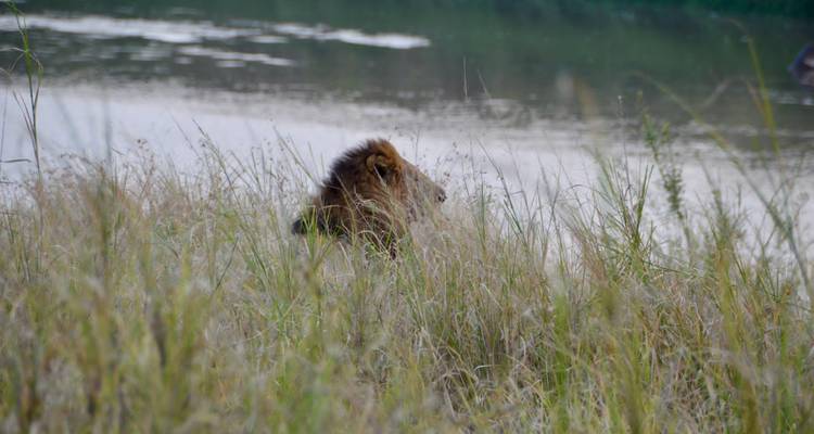 Lion camouflé dans les hautes herbes près d'un point d'eau.