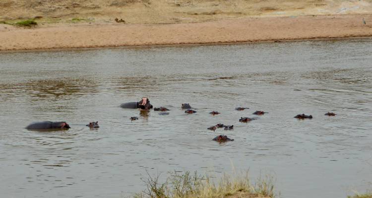 Groupe d'hippopotames dans une rivière, partiellement submergés.