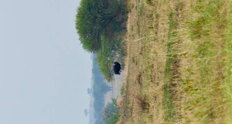 Un oiseau solitaire marchant dans un terrain herbeux.