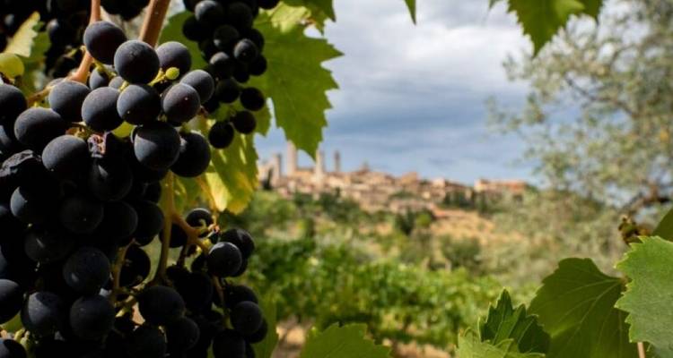 Grapes on vine with village visible in the distance.