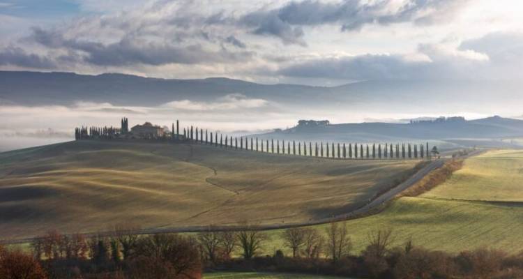 Morning mist over rolling hills with a line of cypress trees.