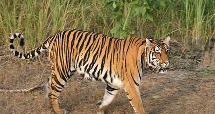 Ein Tiger, der auf einem grasbewachsenen Pfad läuft und in die Ferne blickt.