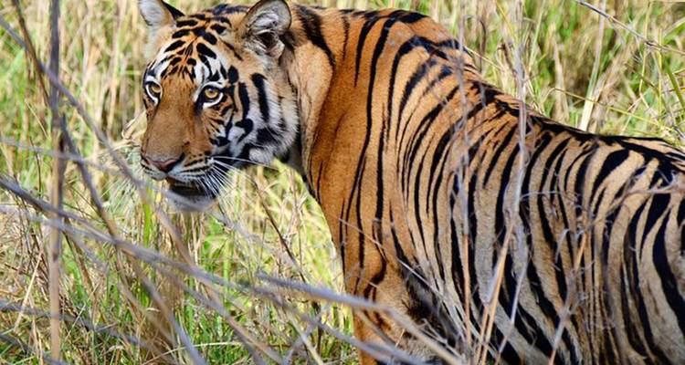Ein Tiger in einem grasbewachsenen Bereich mit einem neugierigen Blick.