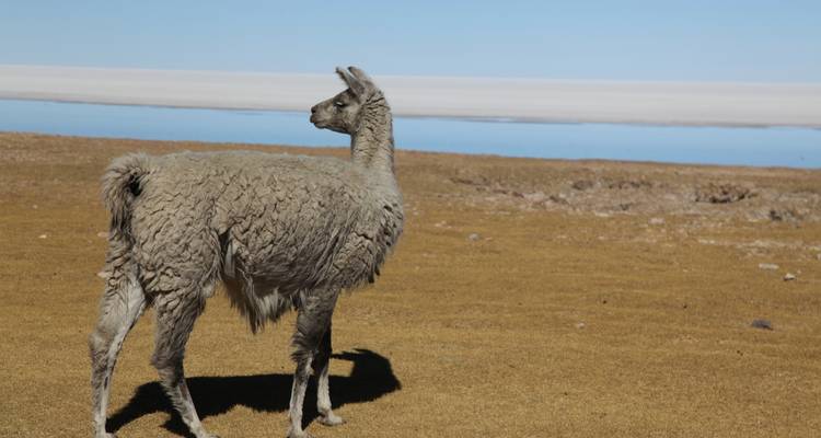 UYUNI SALT FLATS FULL DAY GROUP TOUR - Peru Trek 4 Good 3