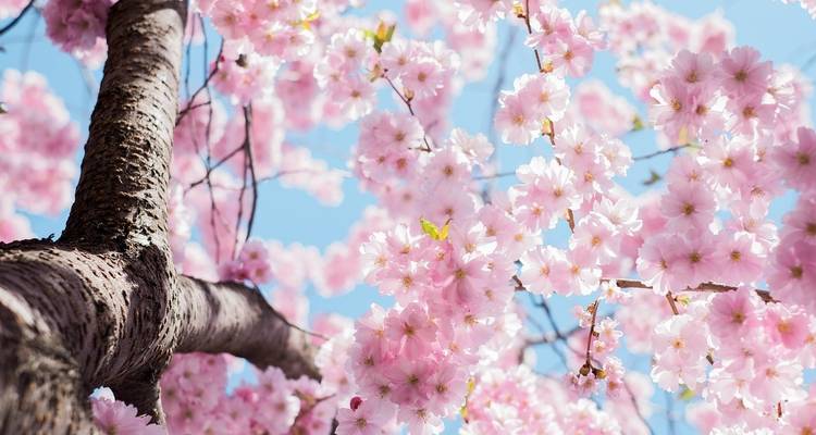 Festival des cerisiers en fleurs Washington D.C. 2025 - Tours of Distinction 1