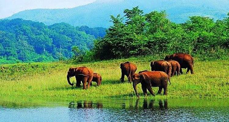 6 días de aventura en la naturaleza de Kerala (Todo incluido) - Travel Con 7