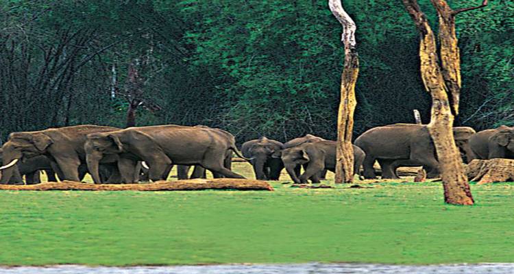 6 días de aventura en la naturaleza de Kerala (Todo incluido) - Travel Con 10